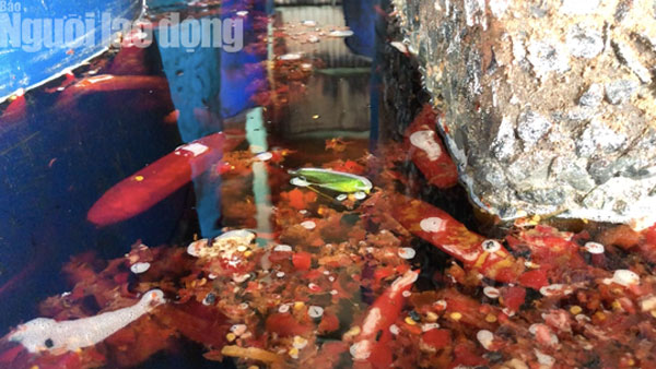 Cận cảnh cơ sở ớt ngâm với muối có lẫn côn trùng ở Sài Gòn - 7