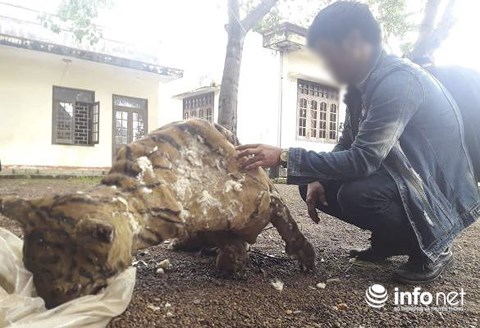 Ly kỳ chuyện “Võ Tòng” dùng cuốc đánh nhau với hổ lớn 1,5 tạ - 3