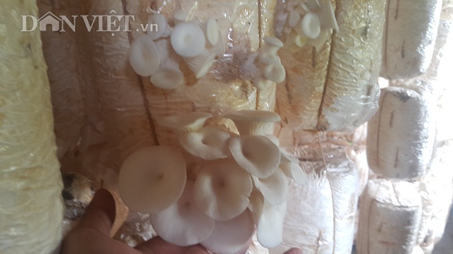 Nam Định: 8x bỏ túi 20 triệu/tháng nhờ loài nấm trắng như bông - 2