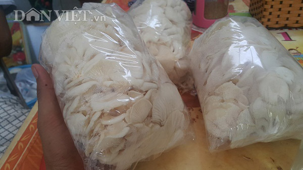Nam Định: 8x bỏ túi 20 triệu/tháng nhờ loài nấm trắng như bông - 3