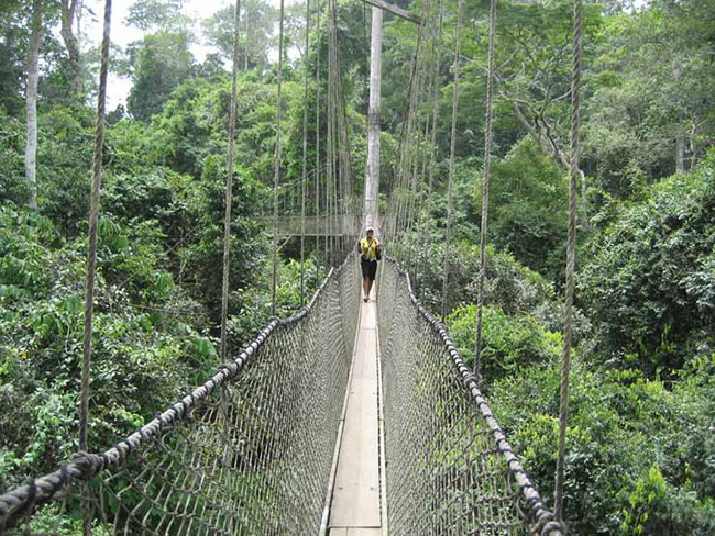 The Canopy Walk: The Canopy Walk, nằm ở Ghana, bị treo ở độ cao 40 feet trong không khí và dài khoảng 1000 feet. Đi trên cây cầu này du khách sẽ gặp phải những con khỉ hoặc thậm chí cả những con chim trên đường đi.