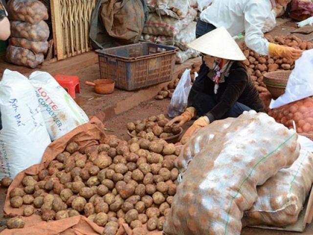 Thị trường - Tiêu dùng - Liên tiếp phát hiện khoai tây Trung Quốc giả Đà Lạt bán đại hạ giá