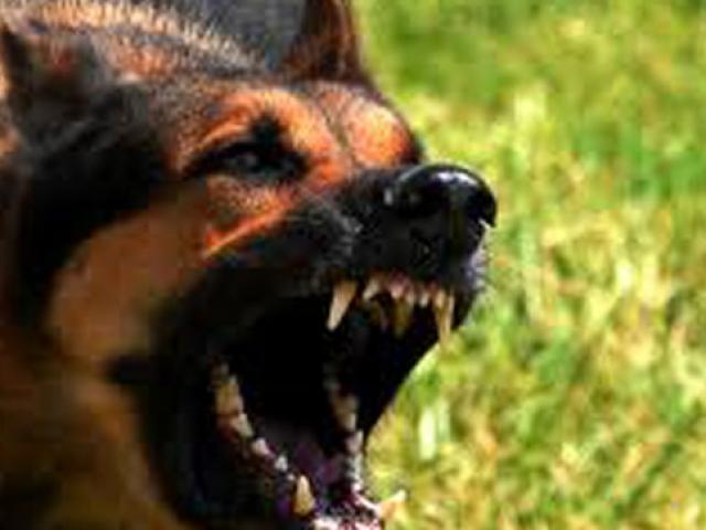 Tin tức trong ngày - Can ngăn hai con chó béc giê cắn nhau, chủ nhà bị cắn đến chết