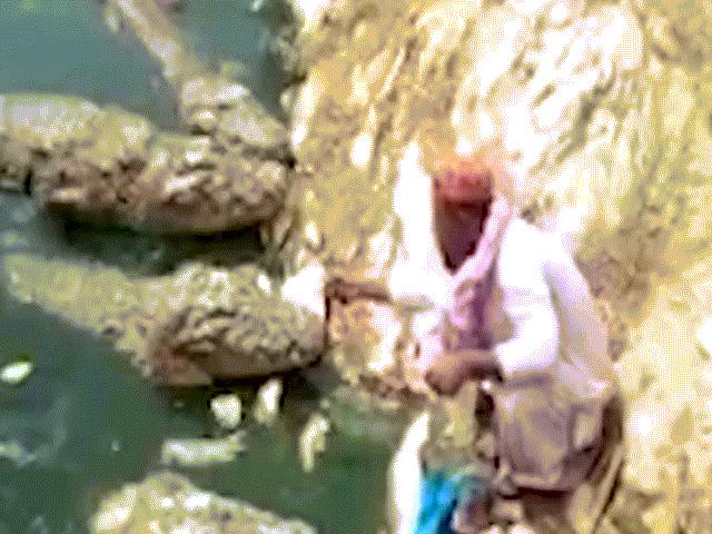 Kinh ngạc cụ ông đút thịt vào miệng 5 cá sấu ở Ấn Độ