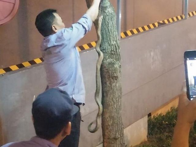 Hà Nội: Bé trai bị rắn cắn khi chơi ở công viên Linh Đàm