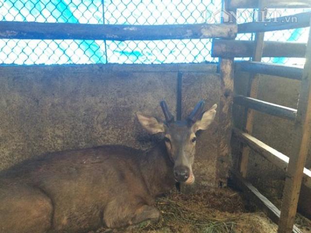 Thị trường - Tiêu dùng - Bỏ phố "trốn" lên rừng nuôi hươu, nai, lợn lòi, kiếm vài trăm triệu