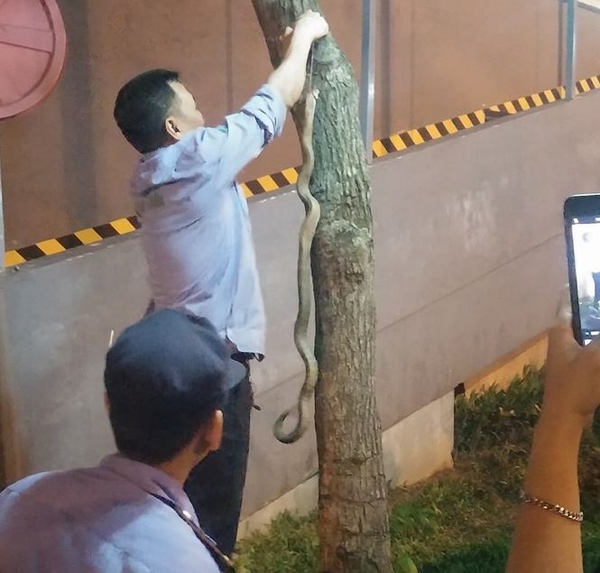 Hà Nội: Bé trai bị rắn cắn khi chơi ở công viên Linh Đàm - 1
