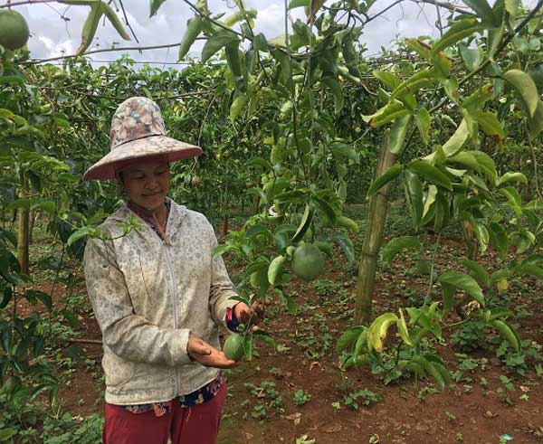 Làm giàu ở nông thôn: Trồng "ngọc xanh" trên núi đất, lãi nửa tỷ đồng - 3