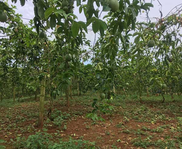 Làm giàu ở nông thôn: Trồng "ngọc xanh" trên núi đất, lãi nửa tỷ đồng - 4