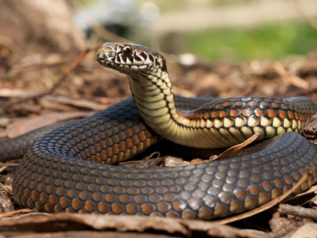 Phi thường - kỳ quặc - Mỹ: Rắn bò vào trường tiểu học, cắn nữ hiệu trưởng