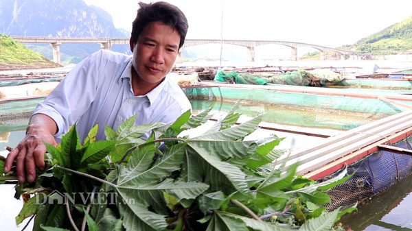 Lạ mà hay: Thu tiền tỷ từ nghề &#34;làm nương&#34; trên mặt nước - 5