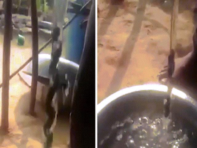 Phi thường - kỳ quặc - Loài thảo dược di chuyển như rắn ở dưới nước