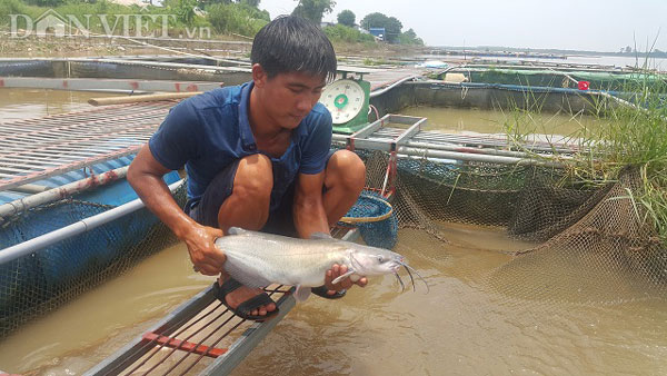 Nam Định: Ra giữa sông Hồng nuôi cá, &#34;liều ăn hơi nhiều&#34; tí thôi - 1