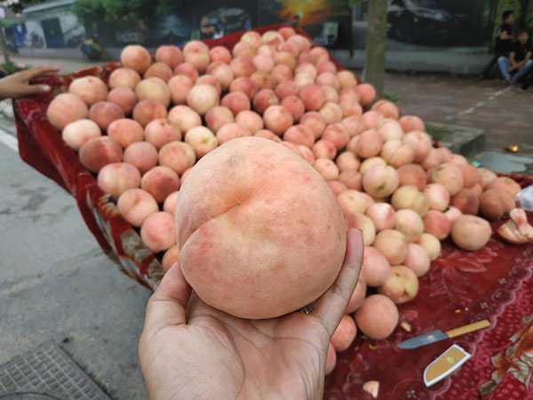 Sự thật về mận, đào “khổng lồ” đóng mác nông sản Sa Pa - 2