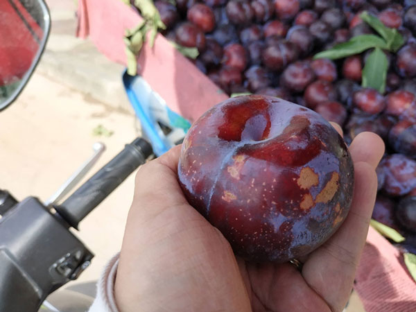 Sự thật về mận, đào “khổng lồ” đóng mác nông sản Sa Pa - 4