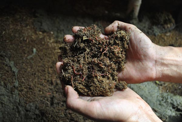 2 lần bỏ giảng đường, 9X thành công nhờ nuôi giun quế - 2