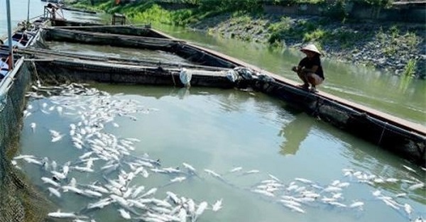 Phú Thọ: Dân trắng tay, mắc nợ vì cá lồng chết hàng loạt - 1