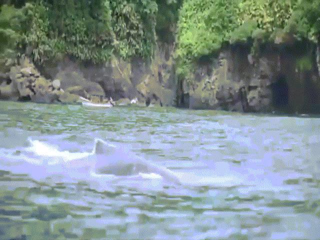 Video: Sốc với cảnh cá voi cụt gần nửa người bơi xuyên đại dương