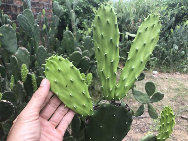 Thị trường - Tiêu dùng - Chỉ 5.000 đồng là ăn được đặc sản “lưỡi rồng” như có gai