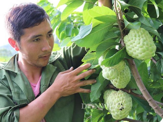 Thị trường - Tiêu dùng - Trai phố núi trồng na "khổng lồ", rủng rỉnh tiền tiêu