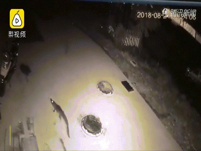 Thế giới - Cuộc đào tẩu lúc nửa đêm của cá sấu sắp bị làm thịt ở Trung Quốc