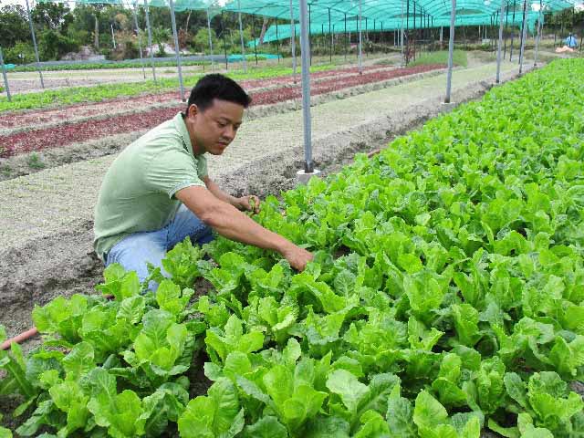 Cử nhân xứ Quảng về quê trồng rau trên nền cát trắng, có 30 triệu/tháng - 1