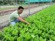 Thị trường - Tiêu dùng - Cử nhân xứ Quảng về quê trồng rau trên nền cát trắng, có 30 triệu/tháng