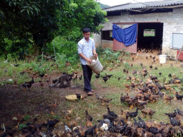 Thả gà trên rừng Chí Linh, mới 10 năm đã thành tỷ phú