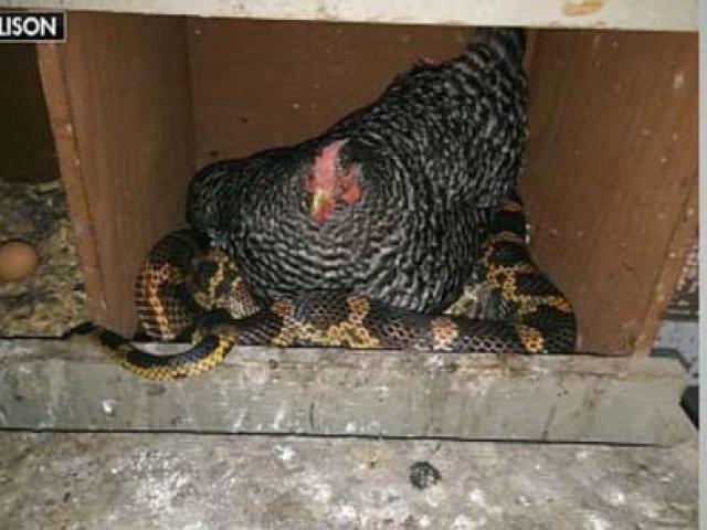 Phi thường - kỳ quặc - Cảnh tượng khó tin: Gà ngủ chung với rắn