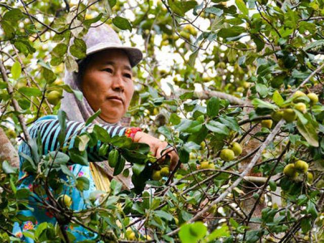 Thị trường - Tiêu dùng - Lên núi hái "lộc rừng", nông dân Tỏa Tình thu tiền triệu mỗi ngày