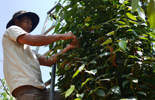 "Vàng đen" gặp “bão" giá, nguy cơ tụt khỏi nhóm hàng tỷ đô - 1