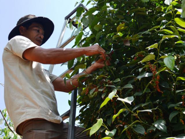 Thị trường - Tiêu dùng - "Vàng đen" gặp “bão" giá, nguy cơ tụt khỏi nhóm hàng tỷ đô