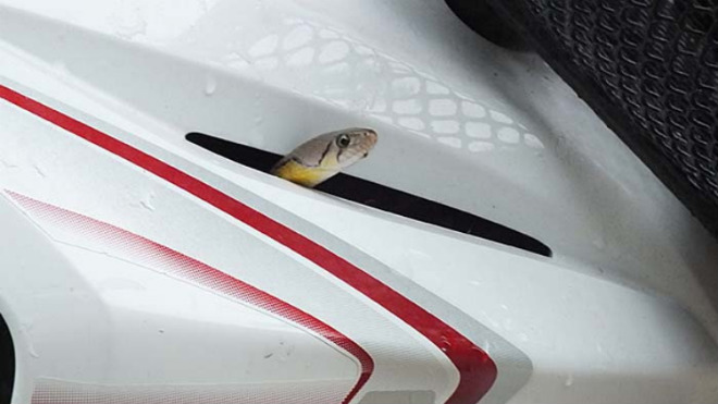 SỐC: Thắp hương, quỳ lạy rắn mới chịu ra khỏi xe Honda Wave - 1