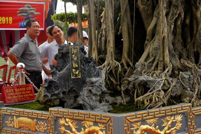 Thông tin từ ban tổ chức triển lãm cho biết: Cây “Đại thế vân tùng&#34; có nguồn gốc từ Phú Thượng (Hà Nội), được một người ở Nam Điền (Nam Trực, Nam Định) bán cho anh Nguyễn Văn Oai (Thái Bình). Anh Cao Văn Phú mua lại với giá gần 10 tỉ đồng.&nbsp;
