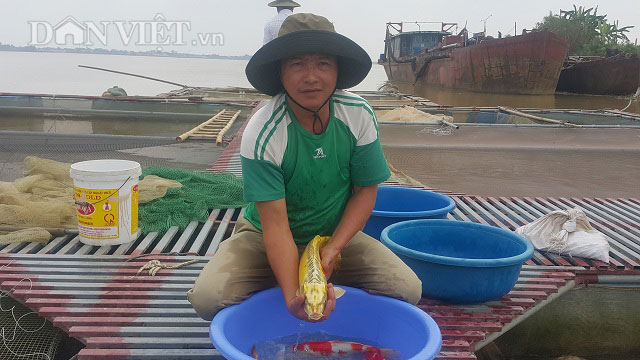 Nuôi loài cá nghìn đô trên sông Hồng, mỗi năm bỏ túi cả tỷ đồng. - 1