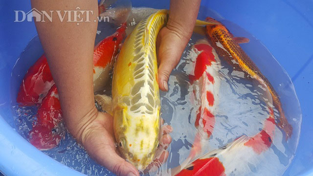 Nuôi loài cá nghìn đô trên sông Hồng, mỗi năm bỏ túi cả tỷ đồng. - 2