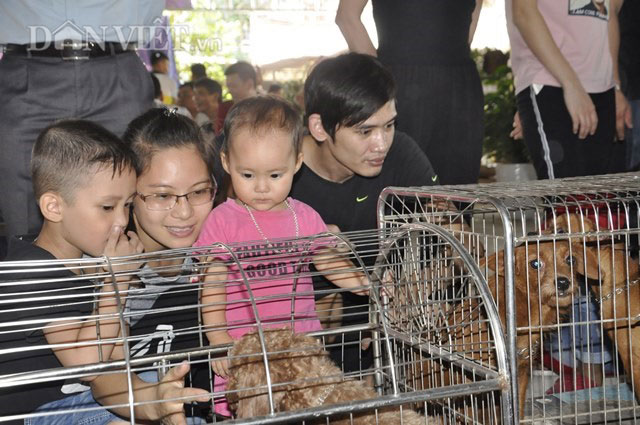 Quảng Ninh: Chợ bán gà cảnh, thiên nga đen và vô số đồ cũ rích - 4