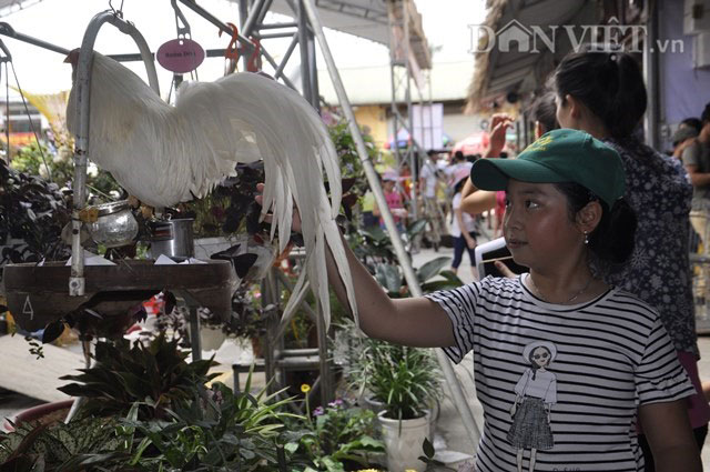 Quảng Ninh: Chợ bán gà cảnh, thiên nga đen và vô số đồ cũ rích - 5