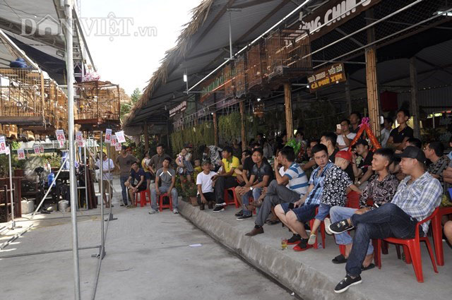 Quảng Ninh: Chợ bán gà cảnh, thiên nga đen và vô số đồ cũ rích - 7