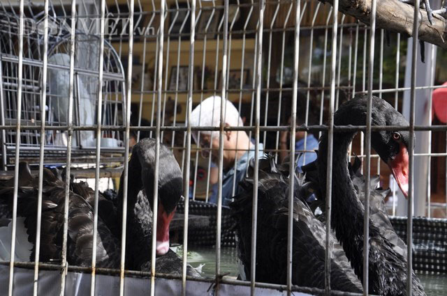 Quảng Ninh: Chợ bán gà cảnh, thiên nga đen và vô số đồ cũ rích - 8