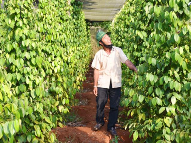 Thị trường - Tiêu dùng - Hồ tiêu Gia Lai có giá "siêu cao" nhờ trồng sạch, làm thương hiệu