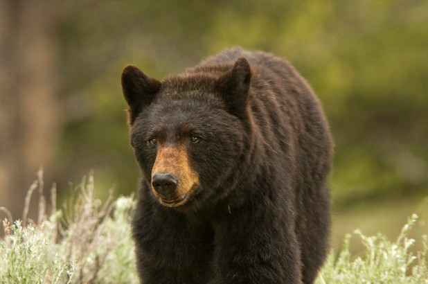 Thợ săn Mỹ bắn trúng gấu đen khổng lồ và diễn biến đáng sợ - 1