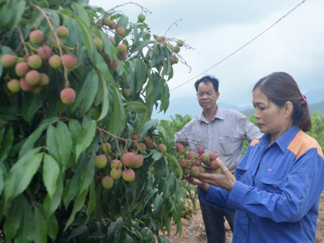 Thị trường - Tiêu dùng - Biến đồi hoang thành vườn cây trái du lịch sinh thái giá tiền tỷ