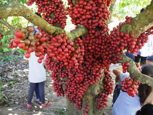 Thị trường - Tiêu dùng - Hàng chục gốc quả mọc từ thân đỏ rực tại Gia Lai "hút khách"