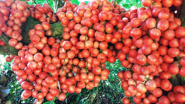 Hàng chục gốc quả mọc từ thân đỏ rực tại Gia Lai "hút khách" - 10