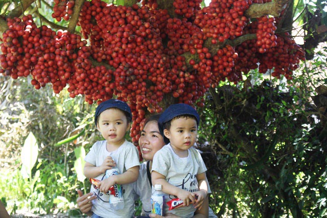 Hàng chục gốc quả mọc từ thân đỏ rực tại Gia Lai "hút khách" - 11