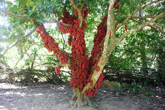 Hàng chục gốc quả mọc từ thân đỏ rực tại Gia Lai "hút khách" - 12