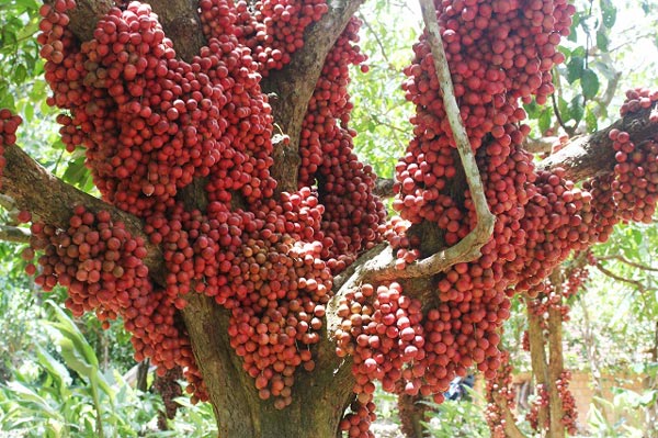 Hàng chục gốc quả mọc từ thân đỏ rực tại Gia Lai "hút khách" - 13