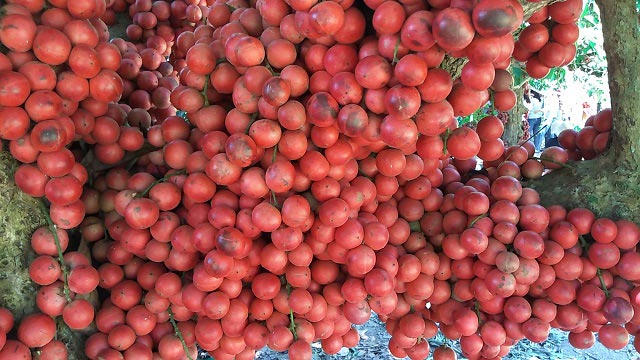 Hàng chục gốc quả mọc từ thân đỏ rực tại Gia Lai "hút khách" - 14