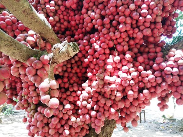 Hàng chục gốc quả mọc từ thân đỏ rực tại Gia Lai "hút khách" - 3